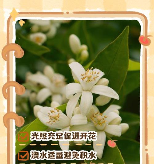 米兰花不香的原因是什么？怎样使米兰花香？
