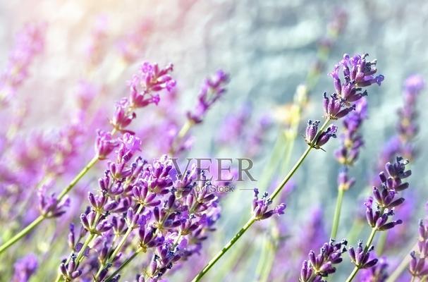 什么花和薰衣草相似？它们的共同点在哪里？