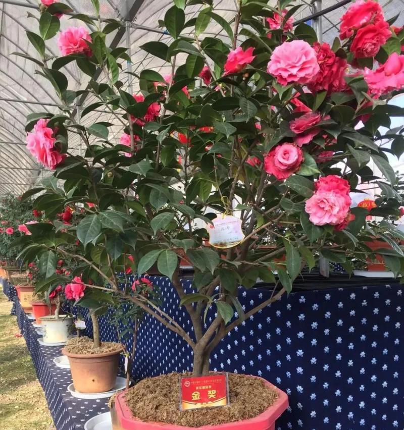 山茶花修剪的最佳时机是什么时候？如何正确修剪？