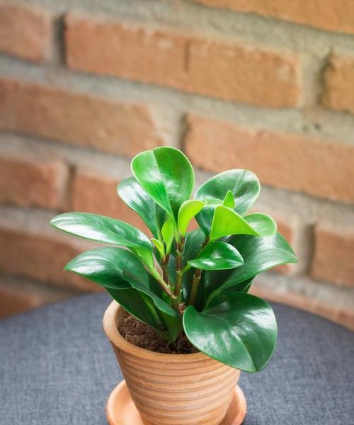 秋季适合种植哪些植物？这些植物的养护方法是什么？