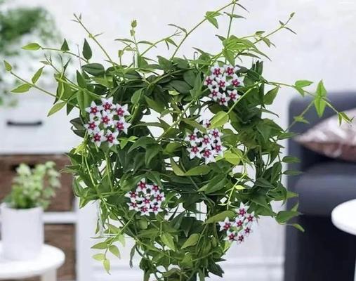秋季适合种植哪些植物？这些植物的养护方法是什么？