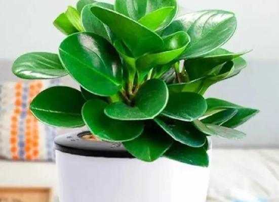 秋季适合种植哪些植物？这些植物的养护方法是什么？
