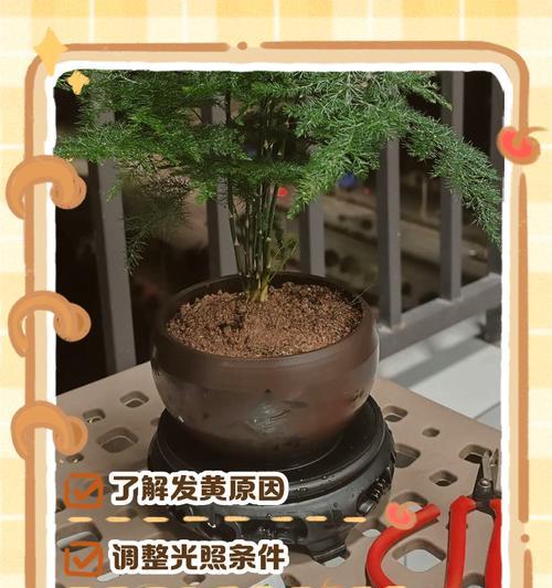文竹叶子变黄的原因是什么？如何处理？