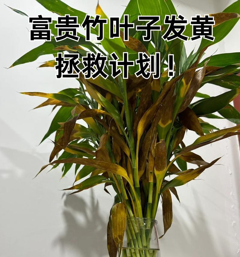 文竹叶子变黄的原因是什么？如何处理？