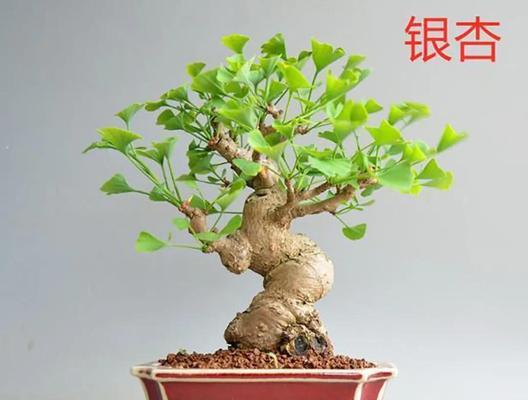 直杆银杏树盆景如何造型？怎样保持其美观？