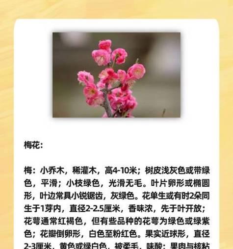 梅花的特征有哪些？如何识别？