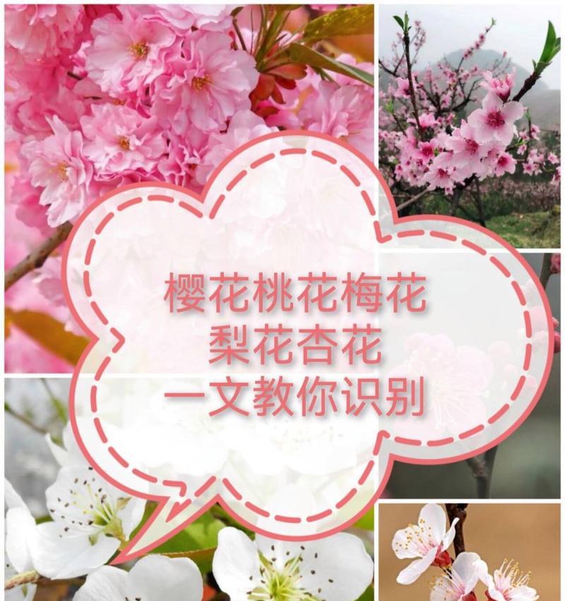 梅花的特征有哪些？如何识别？