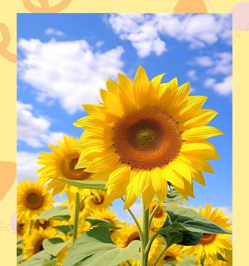 向日葵的花语代表背叛吗？原因是什么？