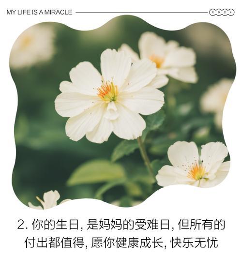 生日屋的花语通常是什么？