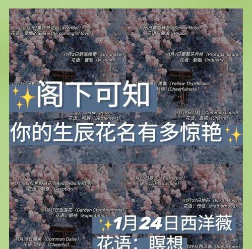 生日屋的花语通常是什么？