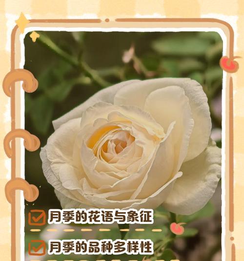 深红月季的浪漫花语是什么？