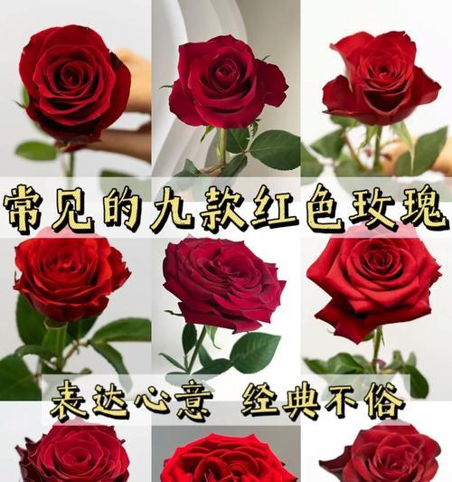 情人节活动中的花语有哪些？