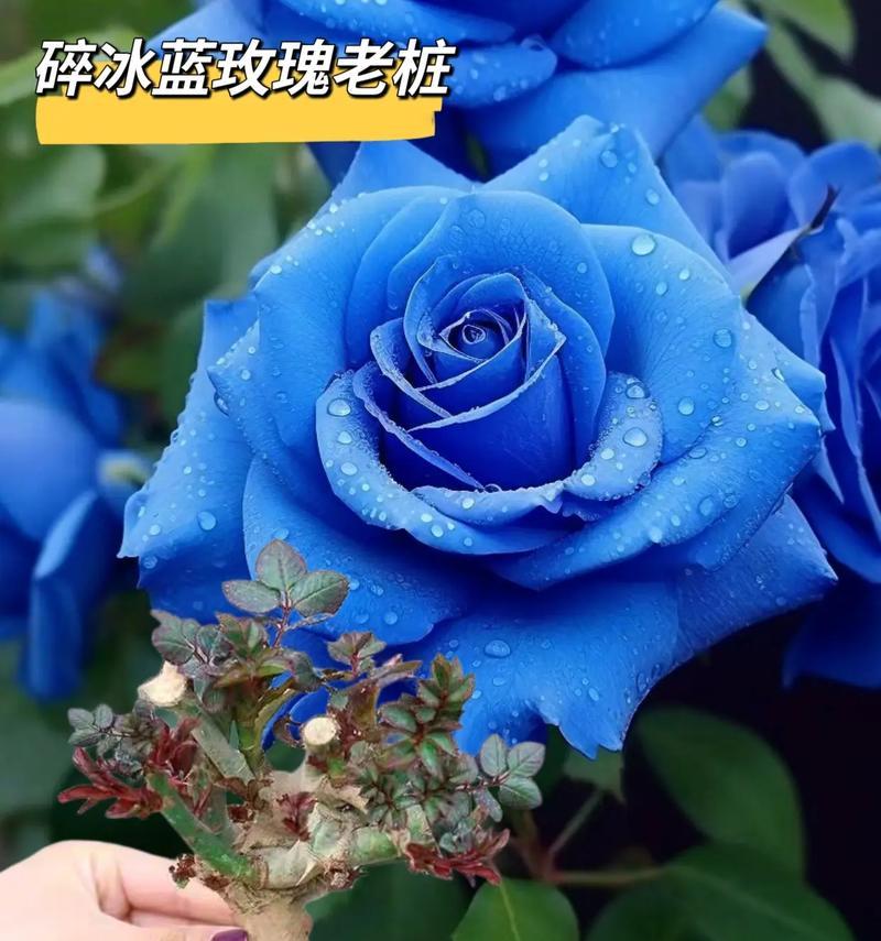 奶龙玫瑰的花语是什么？它有什么特别的含义？