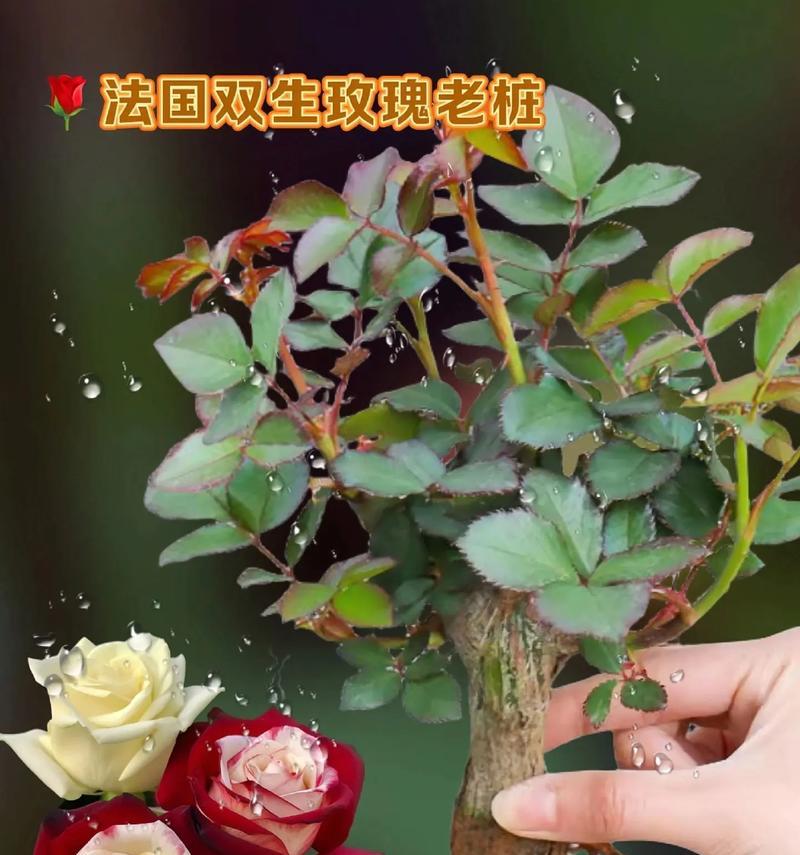 奶龙玫瑰的花语是什么？它有什么特别的含义？