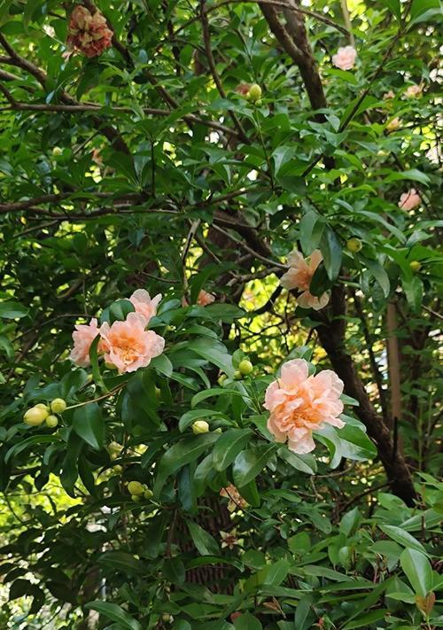 榴花的花语和象征意义是什么？