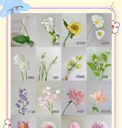 榴花的花语和象征意义是什么？