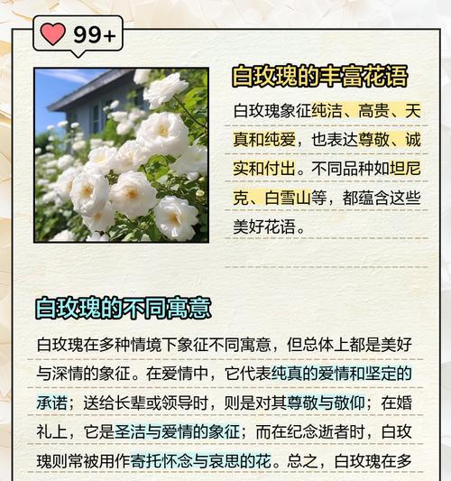 我是玫瑰代表什么？玫瑰花语中“我是”有何含义？