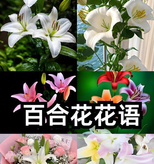 漫海的花语是什么？它表达了怎样的情感？