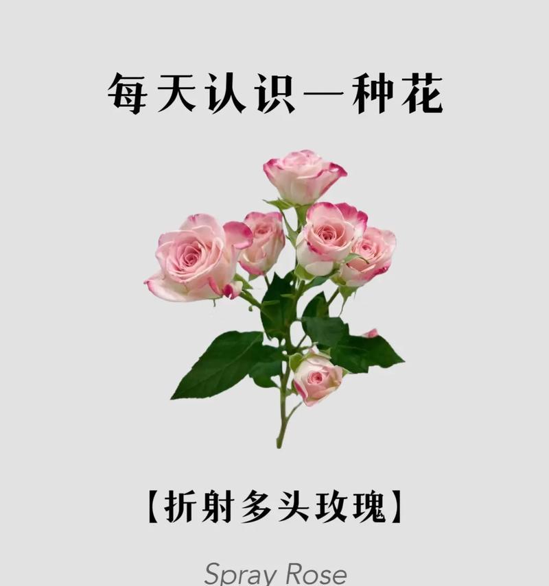 21朵粉色玫瑰的花语是什么？