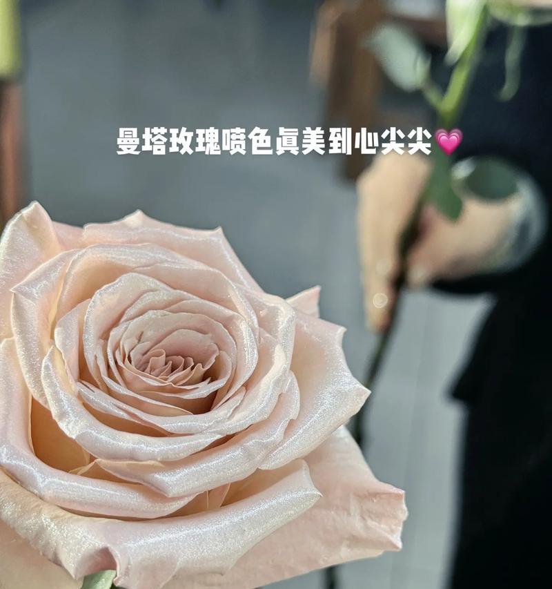 芭蕾花束的花语有何特别之处？