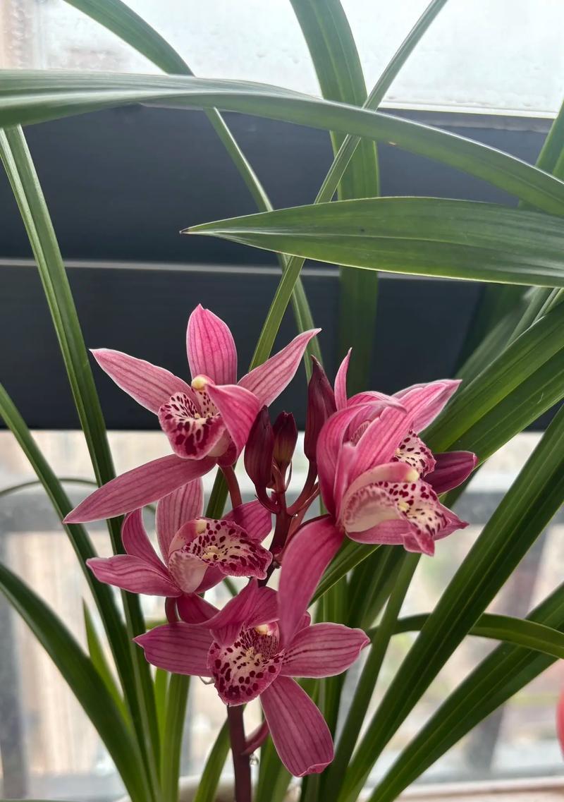 兰花的寓意与花语是什么？兰花象征着什么？