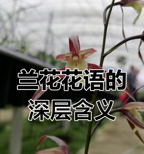 兰花的寓意与花语是什么？兰花象征着什么？