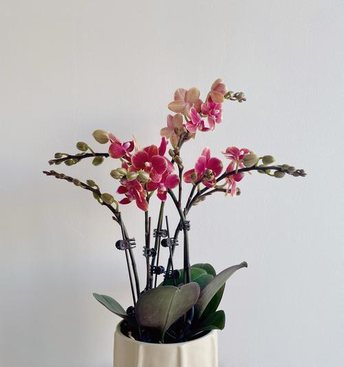 兰花的寓意与花语是什么？兰花象征着什么？