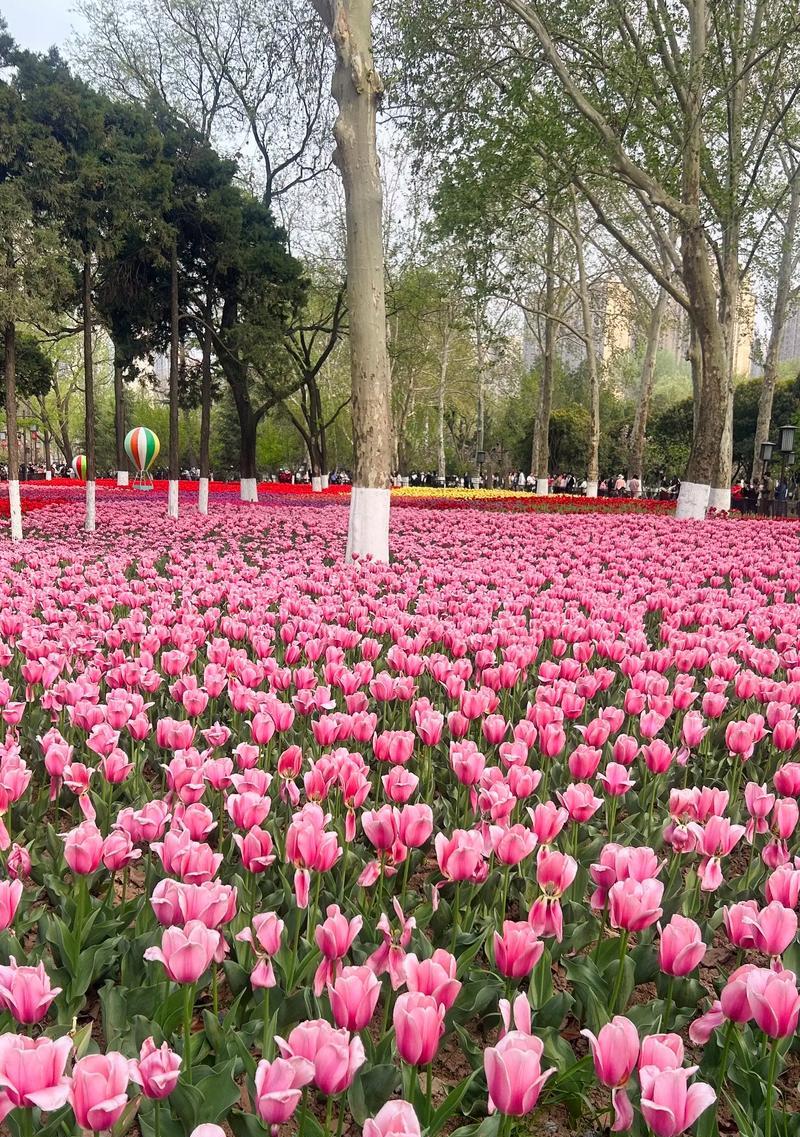温柔善良的花语是什么？哪种花代表温柔善良？