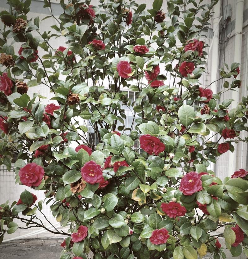温柔善良的花语是什么？哪种花代表温柔善良？