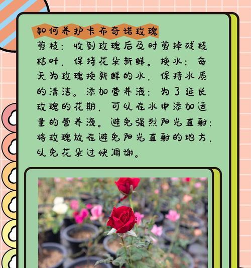 玫瑰花道具的花语是什么？玫瑰花道具花语有何特别之处？