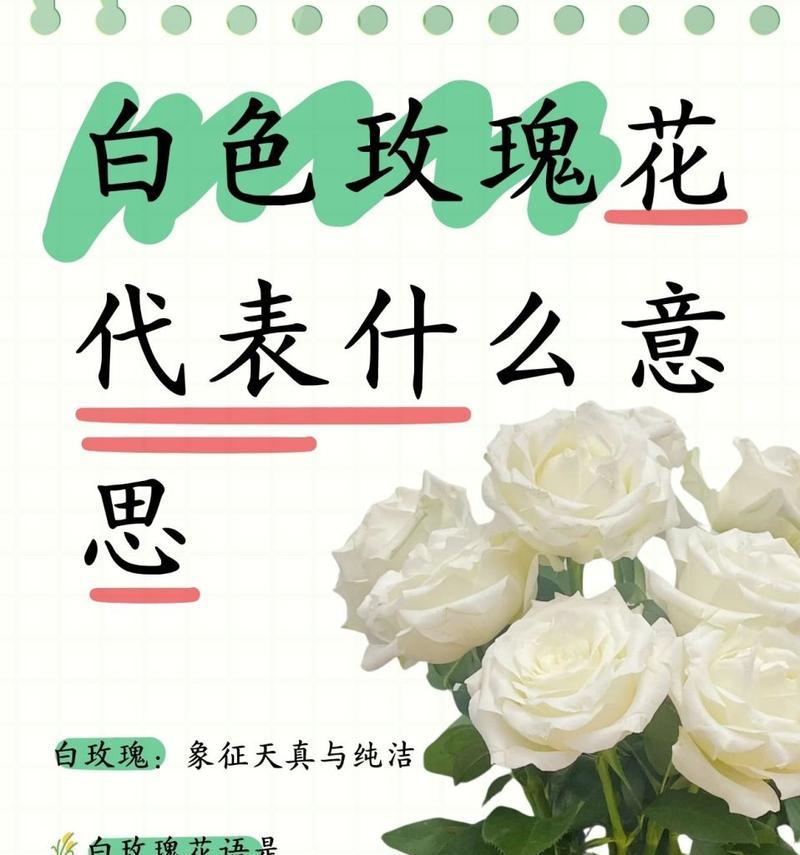 玫瑰花道具的花语是什么？玫瑰花道具花语有何特别之处？