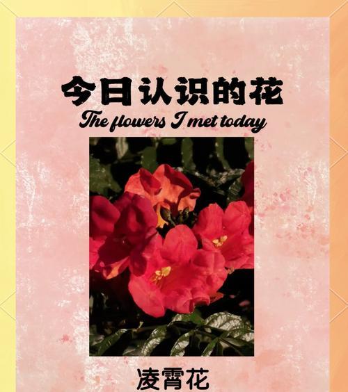 天气变化的花语是什么意思？花语如何反映天气？