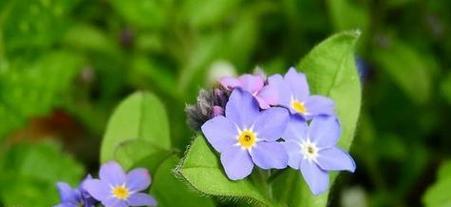 天气变化的花语是什么意思？花语如何反映天气？