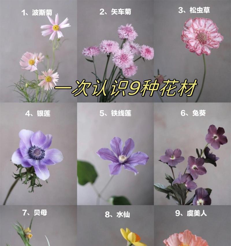 矢车菊的花语寓意是什么？它象征着什么？