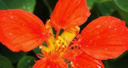 羊杂碎花语有何特别之处？探索不寻常的花卉寓意？
