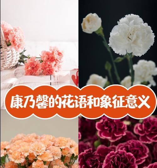 哪些花卉象征着温暖和关怀？