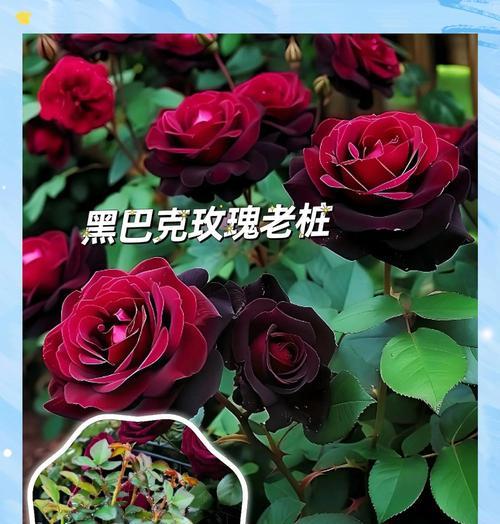 哪种花代表自由和热情的花语？