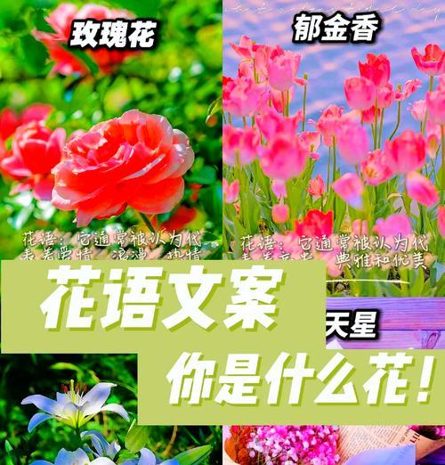 哪种花代表自由和热情的花语？