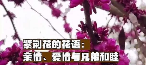 看望已故兄弟时应选择哪种花语？