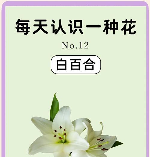 喜欢百合的花语和寓意是什么？百合花的象征意义有哪些？