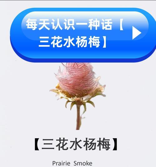 钻石烟花的花语有哪些选择？