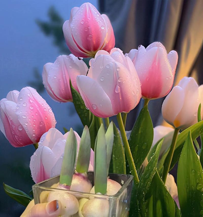 郁金香花语是什么？这种花为何能代表春天的到来？