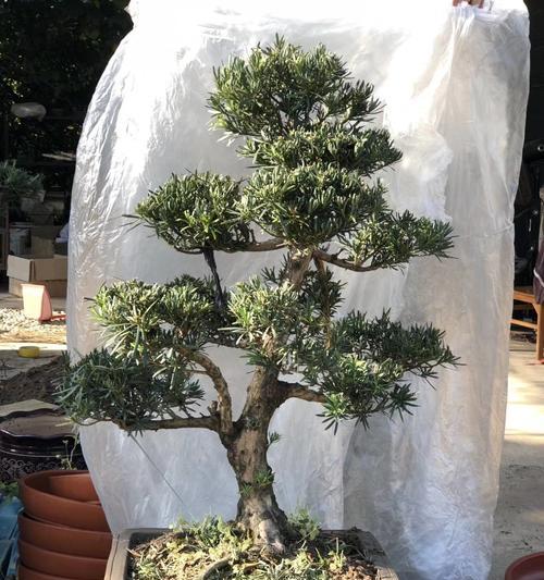 金钱莲的花语是什么意思？