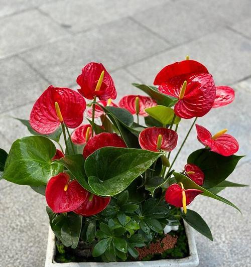 渐变粉红掌的花语是什么？渐变粉红掌象征着什么？