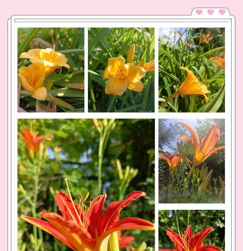 遗忘的花语是什么？哪种花代表被遗忘？