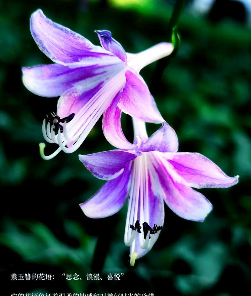 遗忘的花语是什么？哪种花代表被遗忘？