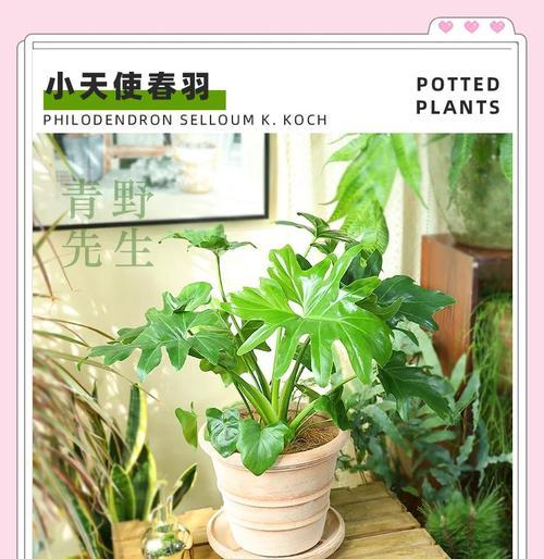 春羽和小天使的花语是什么？春羽和小天使花的特殊含义是什么？