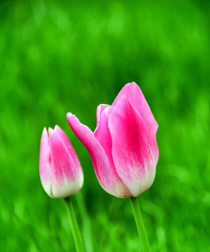 郁金香混搭的花语是什么？它代表了哪种情感？