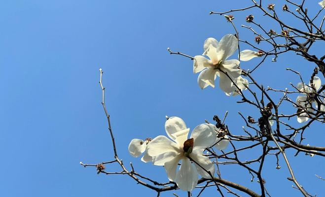 打直球花语代表什么？寓意有何特别之处？