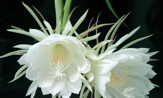 单身的花代表什么？花语和寓意有哪些？